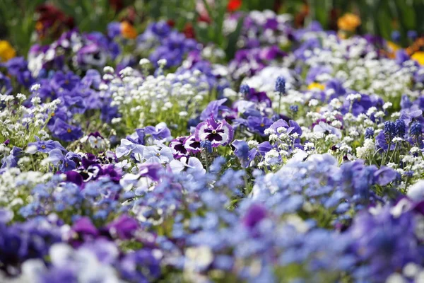 美丽的花朵 自然背景 — 图库照片