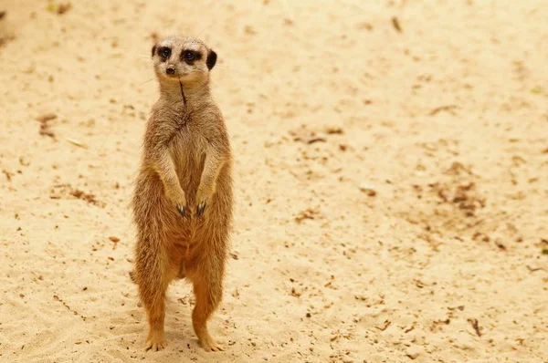 Meerkatは自然界に生息する動物を — ストック写真