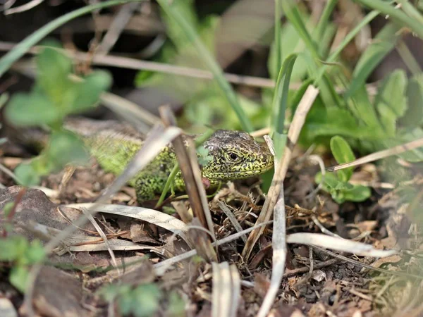 Male Sand Lizard Hiding — Stock Photo, Image