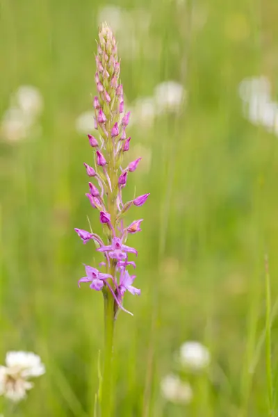 Scénique Belle Fleur Colorée Orchidée — Photo