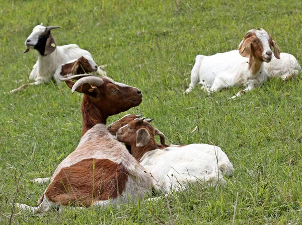 Chèvre Mer Avec Jumeaux — Photo