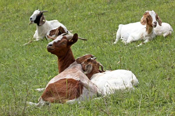 Burenziege Mit Zwillingen — Stockfoto