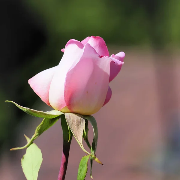 Růžové Růže Rostoucí Venku — Stock fotografie