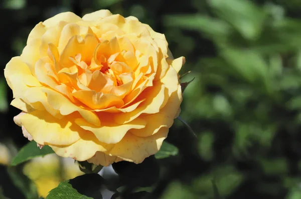 Yellow Roses Growing Outdoors — Stock Photo, Image