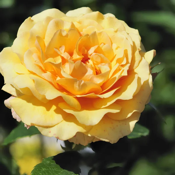 Yellow Roses Growing Outdoors — Stock Photo, Image