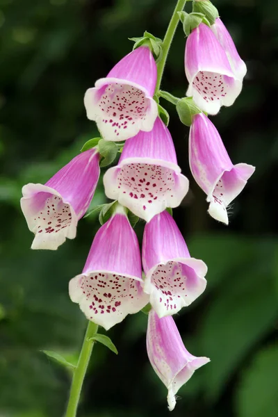 Krásný Botanický Záběr Přírodní Tapety — Stock fotografie