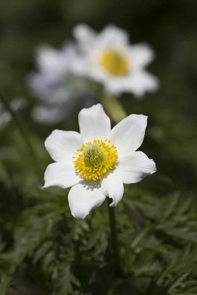 Pasqueflower Alpejski Alpina Pulsatilla — Zdjęcie stockowe