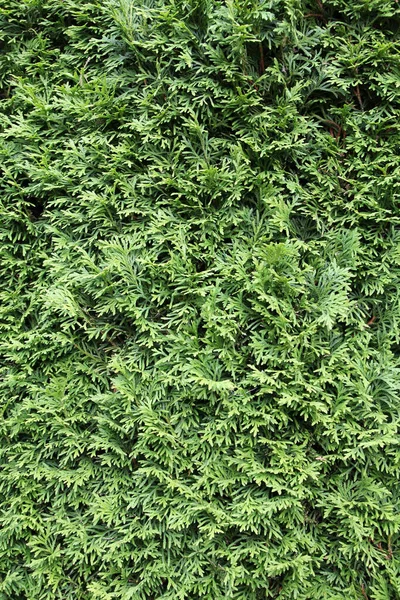 the photo shows a part of a conifer hedge.