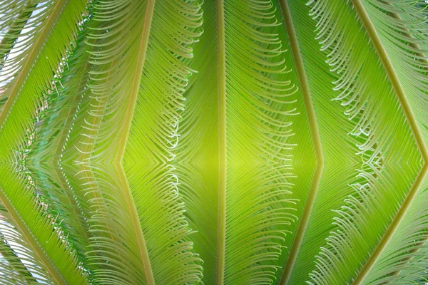 Tropical Fern Plant New Red Leaves — Stock Photo, Image