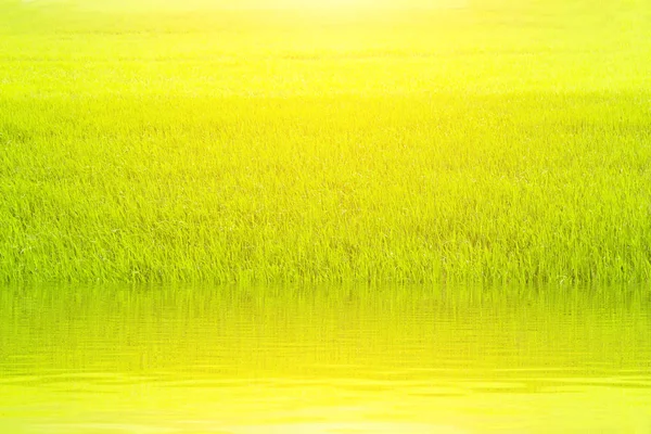 Arroz Con Cáscara Campo — Foto de Stock