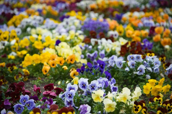 五彩缤纷的花 开着黄色紫色紫罗兰 — 图库照片