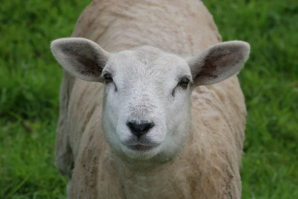 Eine Ziege Auf Der Wiese — Stockfoto