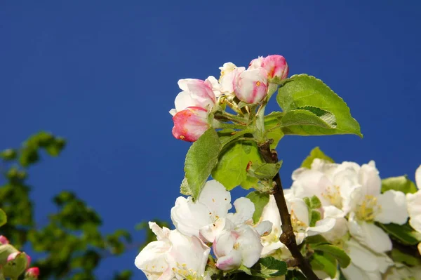 Pink White Apple Buds Macro — стоковое фото