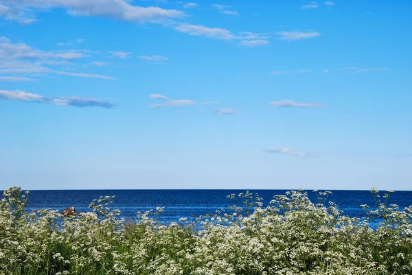 Bílé Květy Pobřeží Modrého Moře Ostrova Oland Švédsku — Stock fotografie