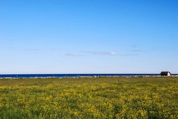 Eau Bleue Fleurs Jaunes Dans Champ Vert Île Oland Suède — Photo