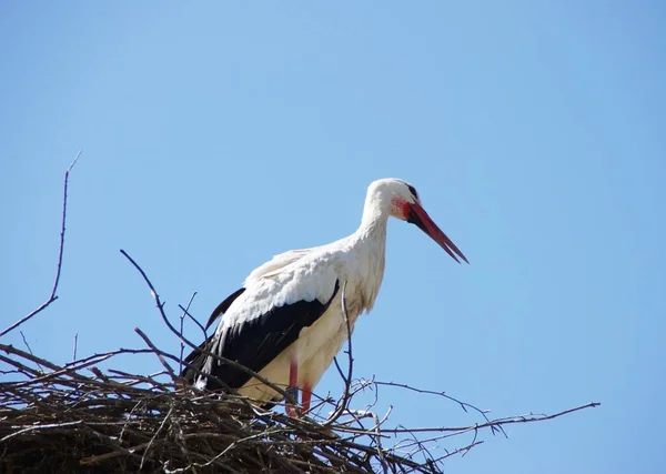 Scenic View Beautiful Stork Bird Nature — Stock Photo, Image