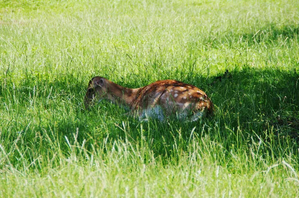 Rehe Wald — Stockfoto