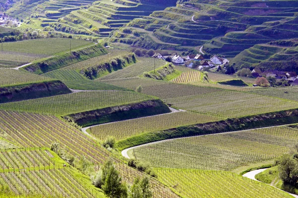 Weinterrassen Schelingen Kaiserstuhl — Stockfoto