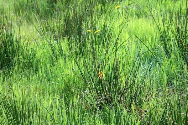 Vue Panoramique Longues Herbes Vertes Campagne — Photo