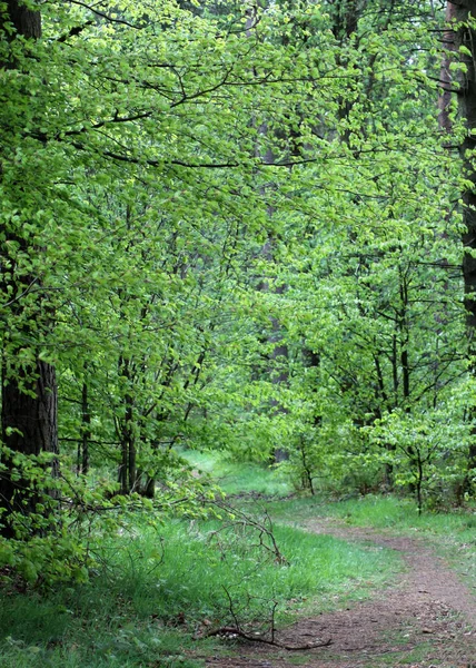 Malowniczy Widok Ścieżki Cofając Się Przez Liściaste Zielone Lasy Wsi — Zdjęcie stockowe