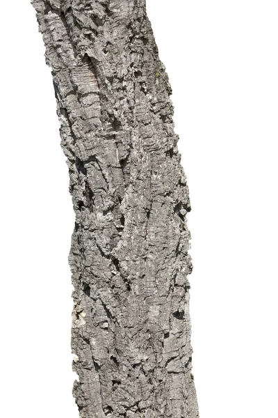 Κορμός Βελανιδιάς Φελλού Quercus Suber Απομονωμένος — Φωτογραφία Αρχείου