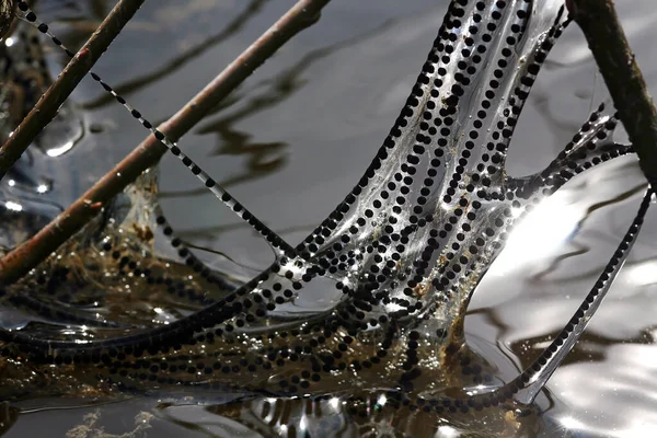 Close Spider Chain — стоковое фото