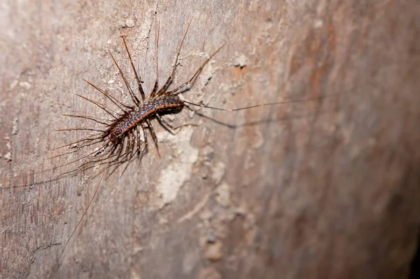 Nahaufnahme Von Wanzen Der Wilden Natur — Stockfoto