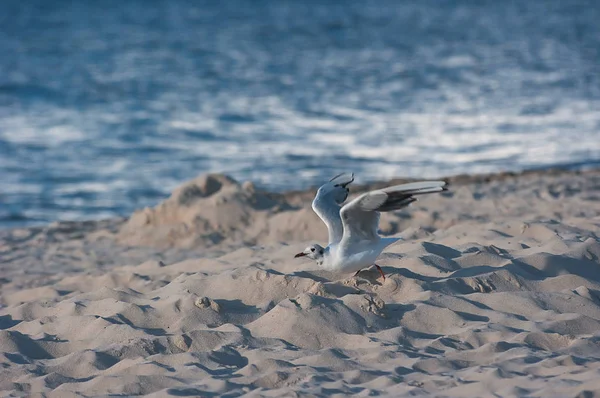 海鸥在海滩上飞行 — 图库照片