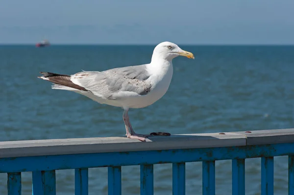 Seagull Muelle Barco Pesca Segundo Plano —  Fotos de Stock