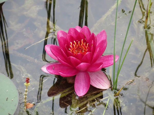 Red Water Lily Nymphaea — Stock Photo, Image