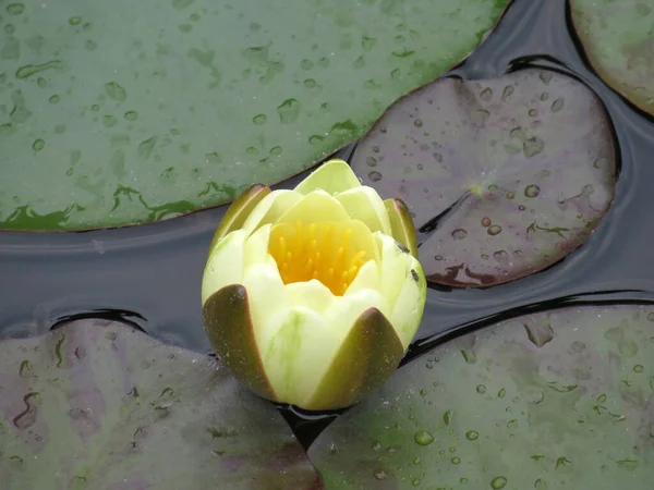 Yellow Water Lily Nymphaea — Stock Photo, Image