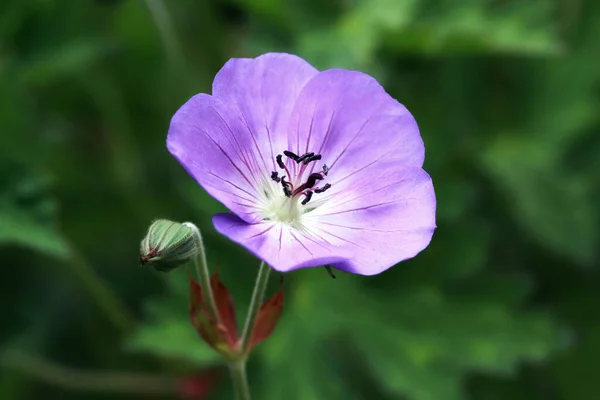 Champ Pétales Fleurs Des Plantes Jardin — Photo