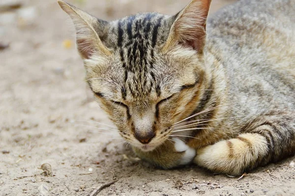 Фото Спящей Тайской Кошки Провинции Чиангмай Таиланд — стоковое фото