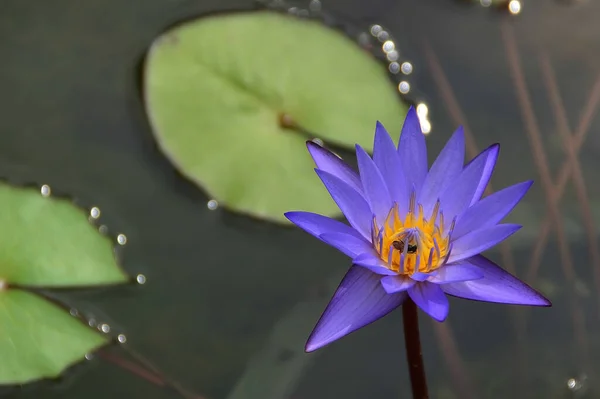 Blue Lotus Water Lilly Pond — Stock Photo, Image