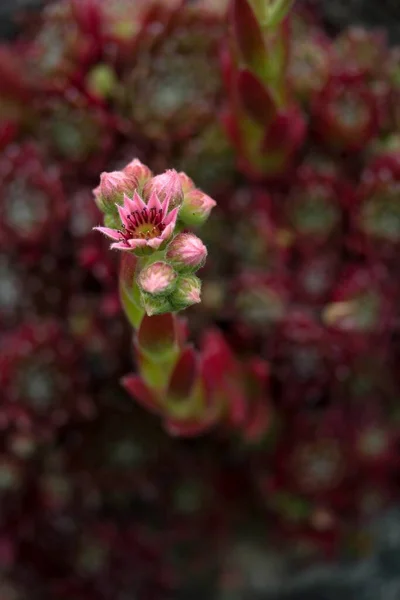 Sempervivum Arachnoideum Cobwebs Houseleek — Photo