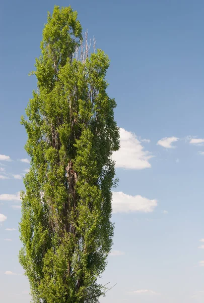 Sommar Landskap Med Gräsplan — Stockfoto