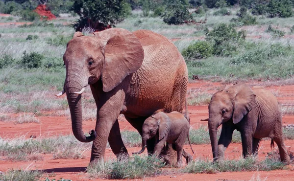 Caminhando Mãe Elefante Com Bebê Kenya — Fotografia de Stock