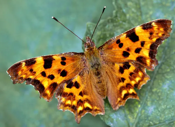 Close Van Een Insect Wilde Natuur — Stockfoto