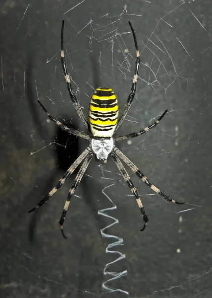 Aranha Assustadora Perigosa Sua Própria Rede — Fotografia de Stock