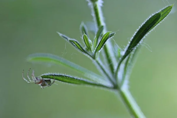 Tök Pók Galium Aparinnal — Stock Fotó