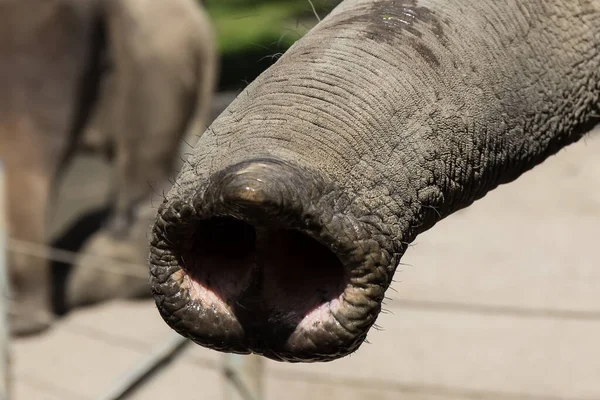 Detailní Záběr Zvířat Zoologické Zahradě — Stock fotografie