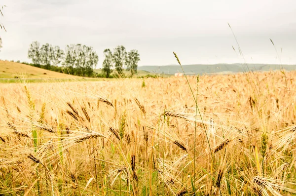 Campo Trigo Campo Plantas Agrícolas Campo — Foto de Stock