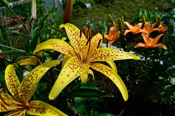 Yellow Tiger Lilies Background Garden — Stock Photo, Image