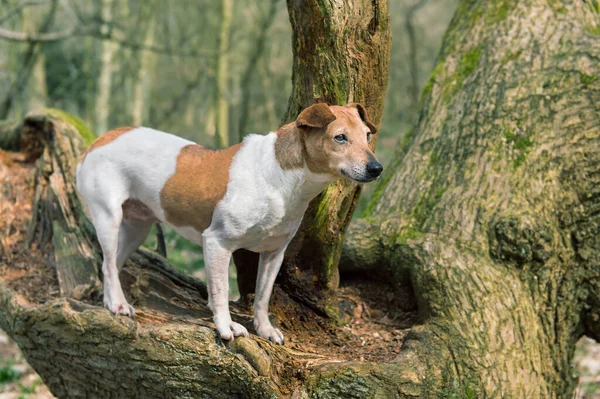 Cane Fotografato Nel Bosco Cercando Appassionato — Foto Stock