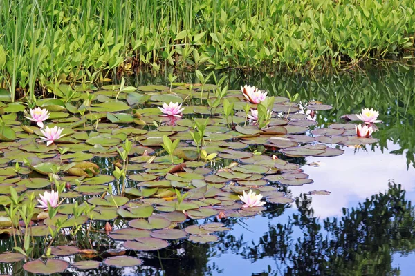 Voda Lily Lotosový Květ — Stock fotografie