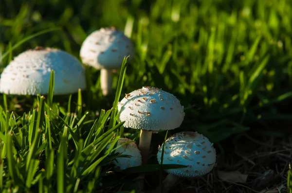 Photo Champignons Blancs Toxiques Dans Jardin — Photo