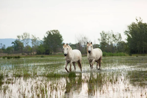 Reinrassiges Nutztier Landpferd — Stockfoto