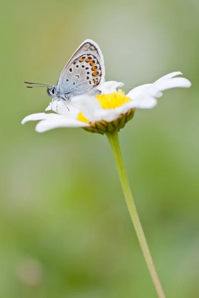 Merle Bleu Sur Fleur Concept Sauvagerie — Photo