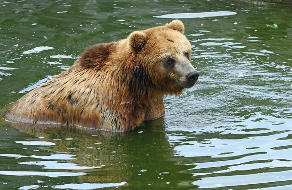 Μια Αρκούδα Γκρίζλι Στο Νερό — Φωτογραφία Αρχείου