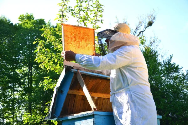 Apicoltore Anziano Esperto Che Lavora Nel Suo Apiario Primavera — Foto Stock